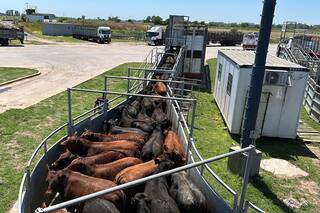 Demanda tranquila y precios en baja en el Mercado Agroganadero de Cañuelas