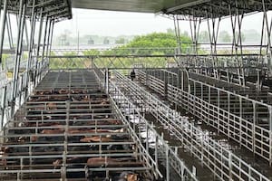 Cierre de semana en positivo en el Mercado Agroganadero de Cañuelas