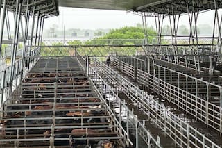 Cierre de semana en positivo en el Mercado Agroganadero de Cañuelas