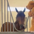 El caballo campeón que vive con un oso de peluche: la tierna historia del ganador de la Dubai World Cup
