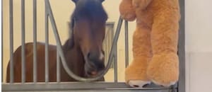 El caballo campeón que vive con un oso de peluche: la tierna historia del ganador de la Dubai World Cup