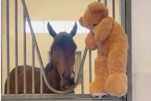 El caballo campeón que vive con un oso de peluche: la tierna historia del ganador de la Dubai World Cup