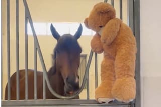 El caballo campeón que vive con un oso de peluche: la tierna historia del ganador de la Dubai World Cup