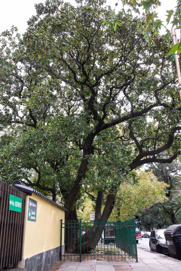 .Magnolia del Parque 3 de Febrero