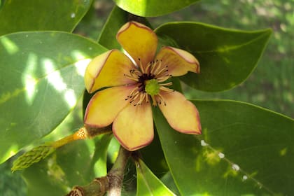 Magnolia figo. Arbusto al que llaman vulgarmente arbusto de la banana, es oriundo de China y pertenece a la familia de las Magnoliáceas. De lento crecimiento, puede alcanzar un porte no mayor a 4 m de altura. Tiene copa redondeada, y sus hojas son coriáceas, glabras, con el envés más claro. Las yemas son pubescentes, marrones, muy características.  Los frutos son cilíndricos, con las semillas de cubierta exterior color rojo.  