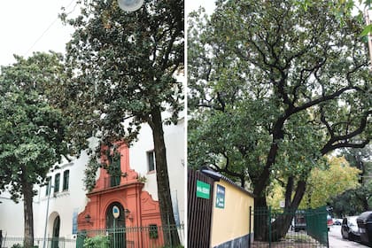 Magnolias del Protomedicato, en San Telmo
