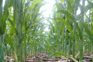 Maíz sobre maíz: estrategias y recaudos para un correcto manejo