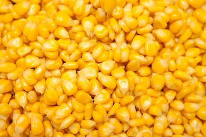 Crisis en el sector por el cierre de las exportaciones de maíz