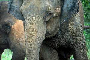 Cómo es la vida de Mara en el único santuario para elefantes de América Latina