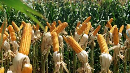 Don Mario apunta a crecer en maíz