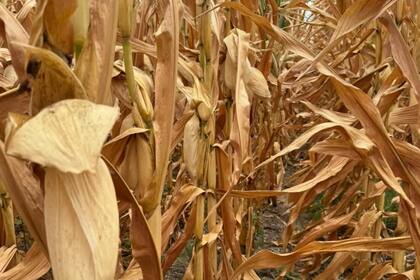 Maíces de Arribeños, en el partido bonaerense de General Arenales