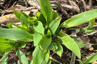 Cómo se puede aprovechar el invierno para evitar el impacto de la chicharrita