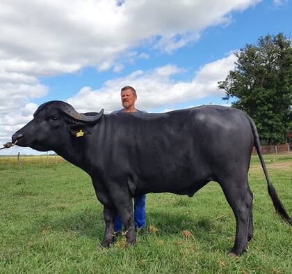 Maier con los búfales, en Caa Catí