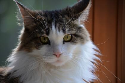 Maine Coon, uno de los gatos recomendados para un hogar