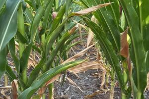 Los productores lamentan las pérdidas por la sequía y se aferran a una última carta