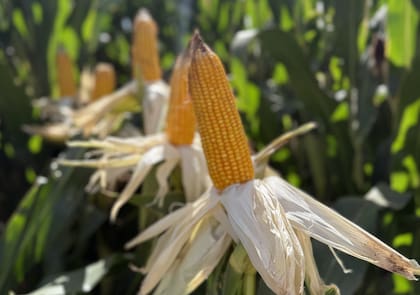 Maíz bajo riego en el Alto Valle de Río Negro, una región históricamente dominada por perales y manzanos donde el cereal comienza a expandirse como parte de nuevos sistemas productivos