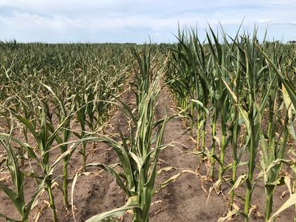 Maíz con síntomas de estrés en Carlos Tejedor en donde no llovió
