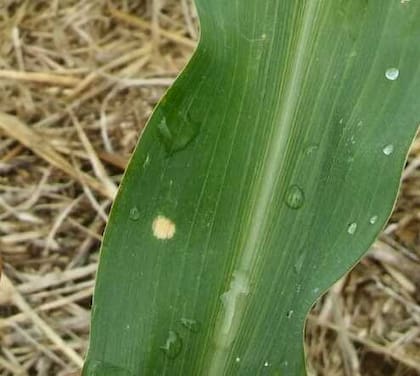 Maíz con una mancha por bacteriosis en la zona de Marcos Juárez