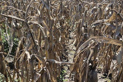 Maíz de primera en Gelly