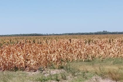 Maíz en el sur de Córdoba