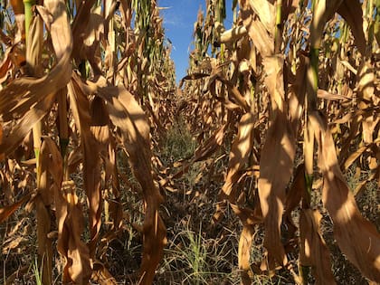 Maíz en una zona baja de Carlos Tejedor que fue a picado