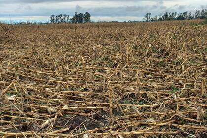 Maíz que tumbó el temporal en Nueve de Julio