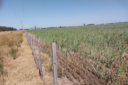 Maíz sobre trigo en Alejandro Roca, Córdoba, con los signos de estrés