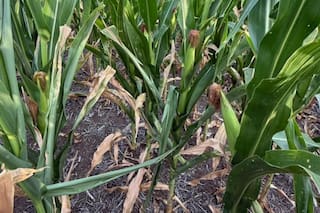 Mientras se habla de un récord nacional con el maíz, en el sur cordobés falta agua y el cereal pierde rinde