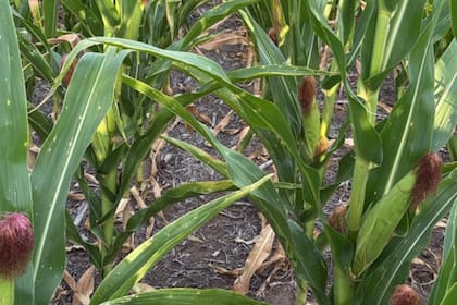 Maiz temprano con signos de estrés hídrico