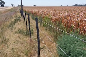 La falta de lluvias empieza a golpear a la soja en la zona núcleo y crece la preocupación por el maíz