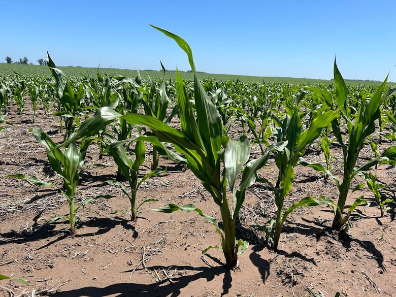 Innovación y sostenibilidad: los desafíos de la agricultura de la mano de Aapresid