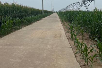 Maíz y riego en China