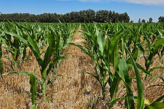 Maíz y trigo caen por fortalecimiento del US$ en un contexto de volatilidad del crudo