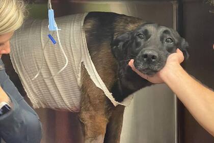 Mako sobrevivió tras el ataque del caimán