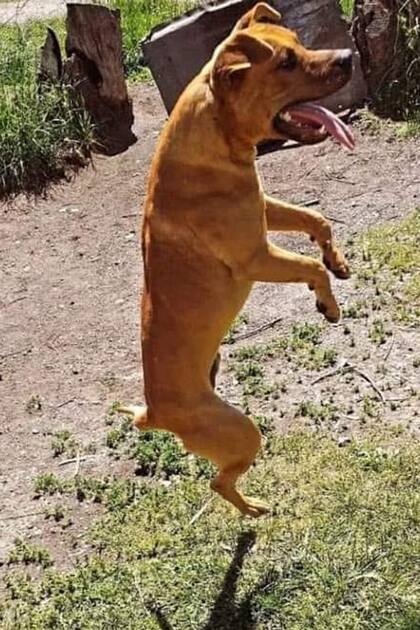 Malevo era un perro callejero que había encontrado refugio en un predio del Ejército en Olavarría