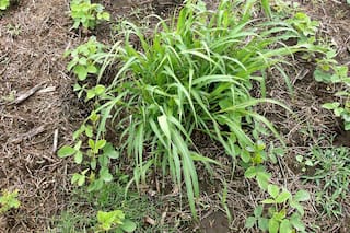 Malezas. Más control para que no haya un caos