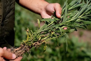 El viejo problema y las nuevas soluciones