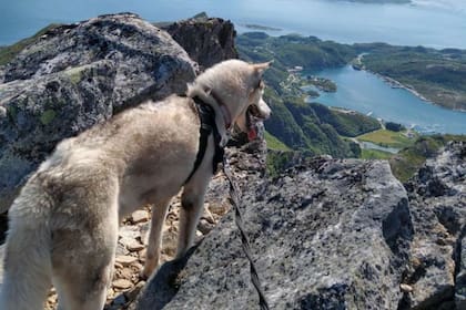 Malin espera poder trabajar en la industria del turismo de trineos halados por perros husky