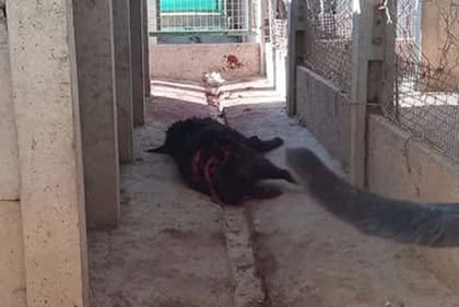 Maltrato animal en una perrera municipal de Benito Juárez