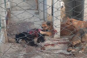 Denuncian a una perrera por maltrato: aseguran que los animales no comen y que hay sangre en las paredes