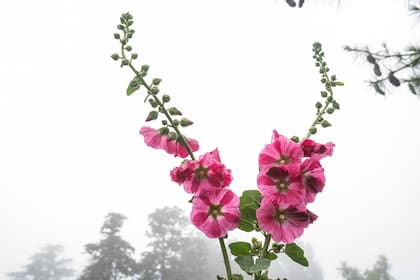 Malva real o malva Althaea: puede medir hasta tres metros y es muy útil para las afecciones respiratorias.