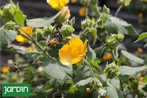 Malvavisco o malva de monte, un arbusto perenne perfecto para rincones soleados del balcón