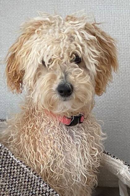 Mambo se sumó a la familia real