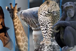 ¿Cuánto sabés sobre los mamíferos?