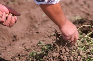 Maní. Las Buenas Prácticas Agrícolas evitan los problemas de erosión