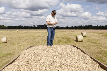Crece la superficie sembrada