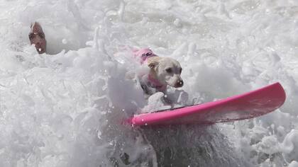 El hombre queda cubierto por la ola mientras el perro sigue avanzando
