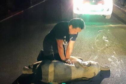 Mana Srivate es rescatista hace 26 años, pero esta es la primera vez que tuvo que asistir a un elefante para volverlo a la vida