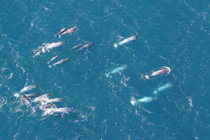 Manada de narvales cerca de Groenlandia