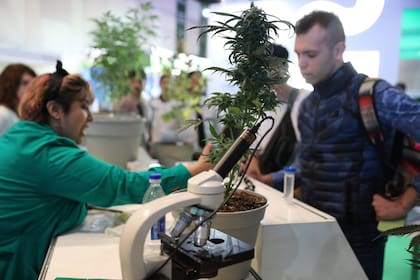 Mañana concluye Expo Cannabis, en La Rural